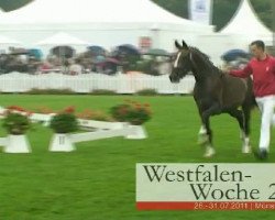 broodmare Castella (Westphalian, 2008, from Christiano)