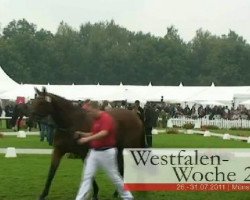 Zuchtstute Franca (Westfale, 2008, von Fürst Piccolo)