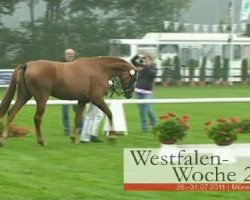 broodmare Alena van Alfen (Westphalian, 2008, from Argentinus)