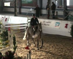 Springpferd Zeus Zufall (Deutsches Sportpferd, 2004)