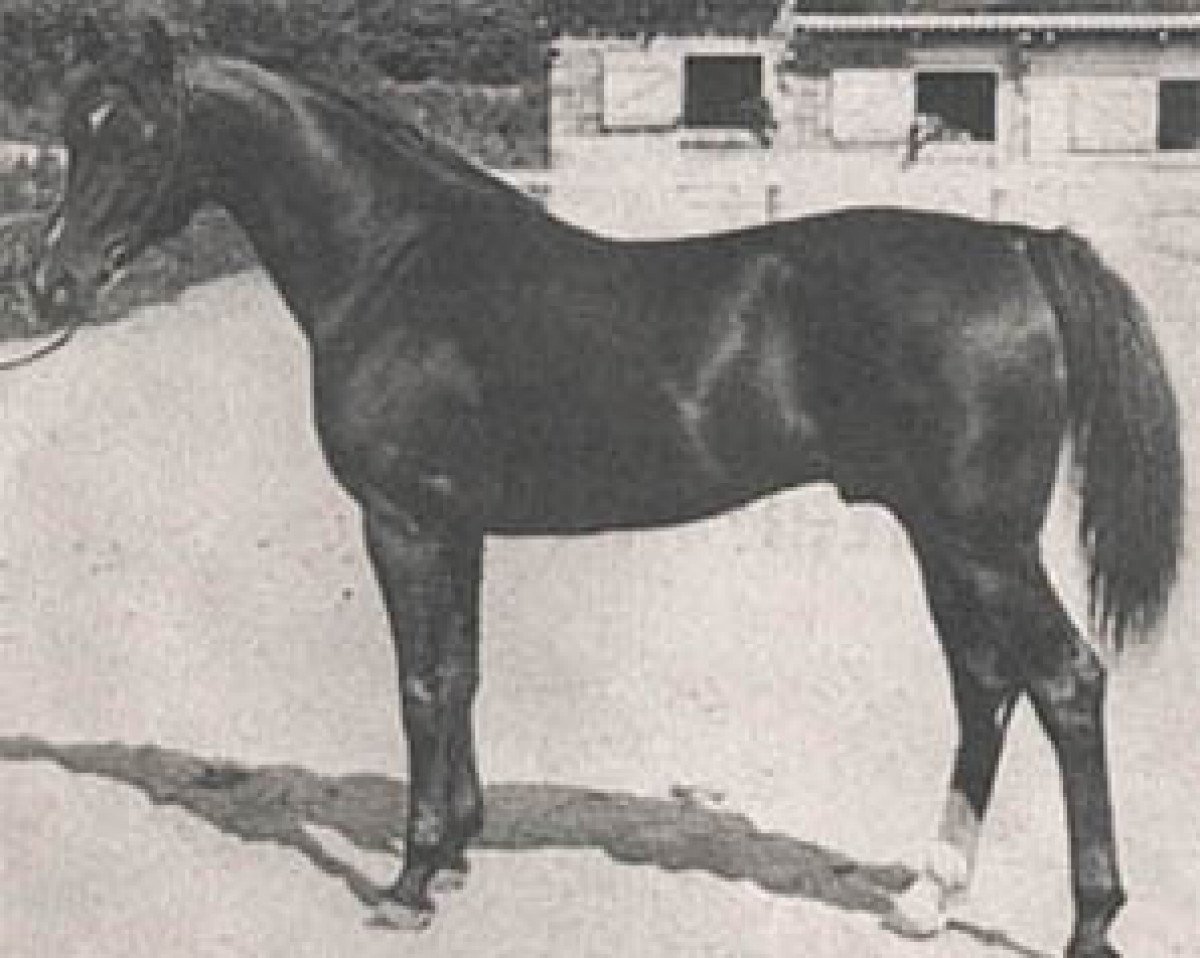 stallion Arbor ox (Arabian purebred, 1967, from Doktryner ox)