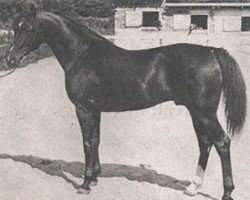 stallion Arbor ox (Arabian thoroughbred, 1967, from Doktryner ox)