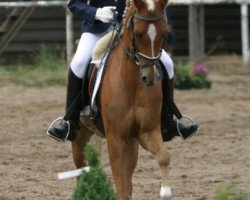 Pferd Stapelbroek's Otto Tabaluga (Welsh Pony (Sek.B), 1995)