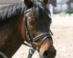 Pferd Davidoff (Deutsches Reitpony, 2002)