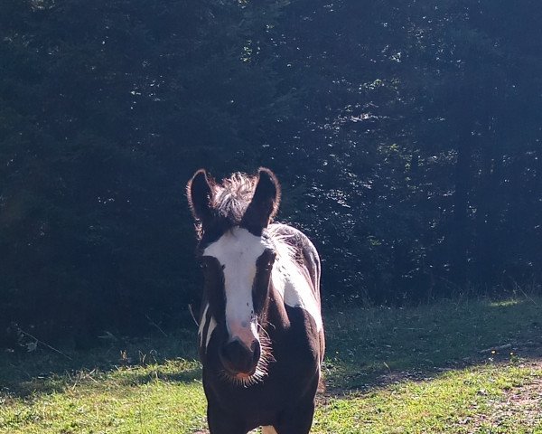 horse Soraja (Tinker / Irish Cob / Gypsy Vanner, 2022, from Hermits Conquest)