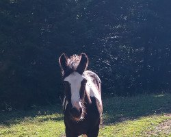 Pferd Soraja (Tinker / Irish Cob / Gypsy Vanner, 2022, von Hermits Conquest)