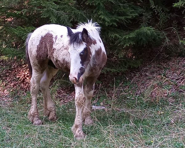 Pferd Paco (Tinker / Irish Cob / Gypsy Vanner, 2022, von Pablo Picasso Malone)