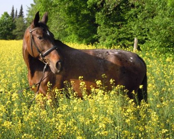 dressage horse Carlotta (Bavarian, 2001)