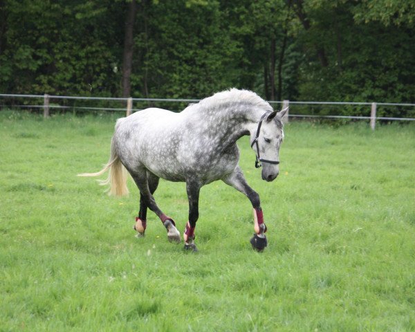 Pferd Jazminera VIII (Pura Raza Espanola (PRE), 2003, von Calesero XIII)