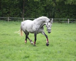 horse Jazminera VIII (Pura Raza Espanola (PRE), 2003, from Calesero XIII)