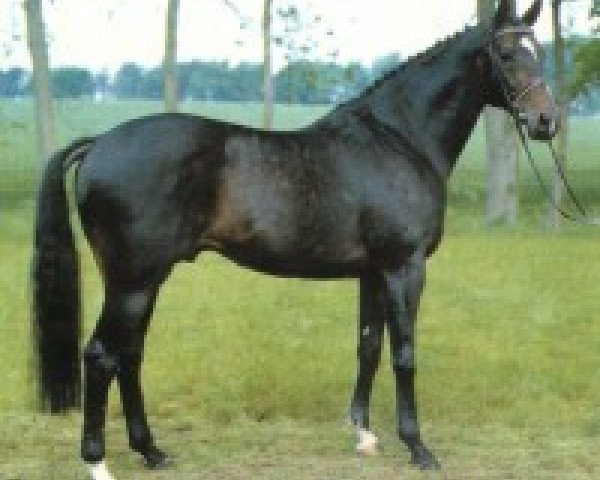 stallion Prince Thatch xx (Thoroughbred, 1982, from Thatch xx)