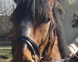 dressage horse Billie 22 (German Warmblood, 2001)