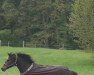 horse Lucky Moon (New Forest Pony, 1996, from Lambada)