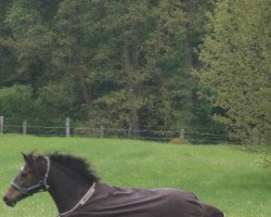 horse Lucky Moon (New Forest Pony, 1996, from Lambada)