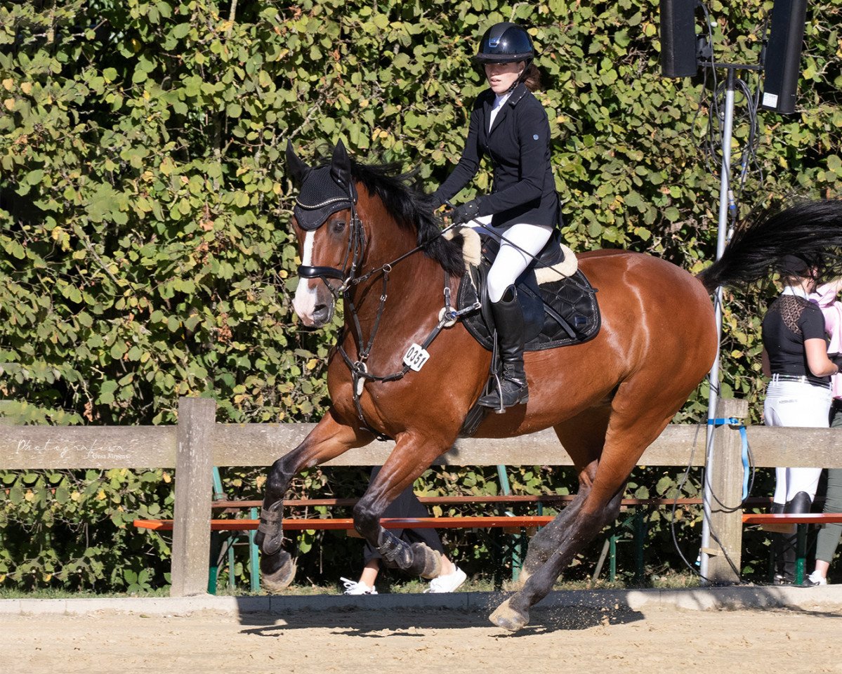 Pferd Einstein (Westfale, 2005, von Ehrentusch)
