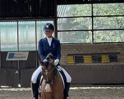 broodmare Despina Vinaya S (German Riding Pony, 2017, from Dankeschön)