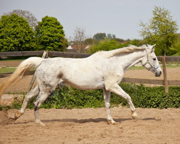 broodmare Floh (Trakehner, 1997, from Almox Prints J)