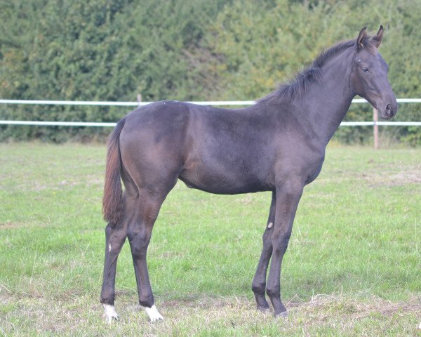 horse Miss Moneypenny SZ (Hanoverian, 2022, from Morricone)