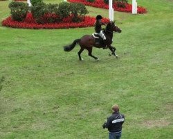 Springpferd Erlenhof's O'Connor (Deutsches Reitpony, 1999, von Oosteinds Ricky)