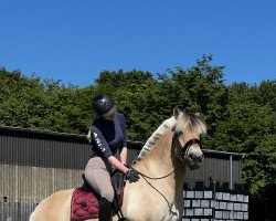 horse Bühring's Django (Fjord Horse, 2013, from Don Kjærgaard)