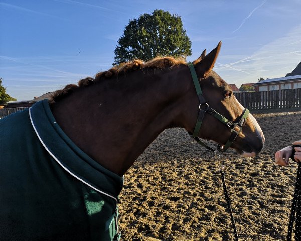 dressage horse Best Boy's Barnaby (German Riding Pony, 2016, from Best Boy)