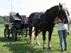 horse Mikado (Black Forest Horse, 2006, from Milan)