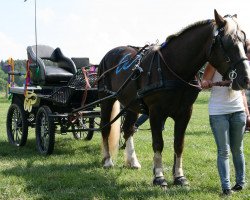 horse Mikado (Black Forest Horse, 2006, from Milan)