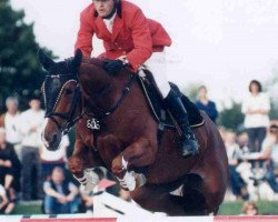 Zuchtstute Tanorah W CH (Schweizer Warmblut, 1994, von Tanael du Serein)