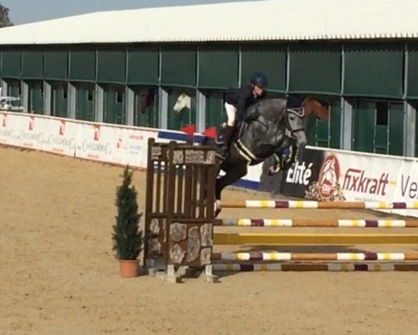 jumper Kalomira (German Warmblood, 2017, from Krunch de Breve)