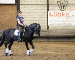 dressage horse Horrido (German Riding Pony, 1998, from Henry)