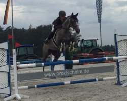 jumper Paloma B 5 (Trakehner, 2017, from Phlox)