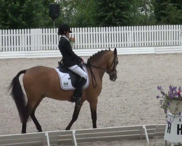 dressage horse (GP) (German Riding Pony, 2002, from Good Guffi)