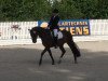 dressage horse Peppino 104 (German Riding Pony, 2000, from FS Pour l'Amour)