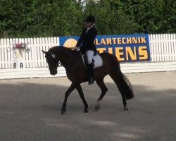 Dressurpferd Peppino 104 (Deutsches Reitpony, 2000, von FS Pour l'Amour)