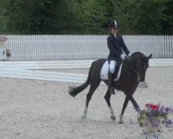 dressage horse Petit Noir 12 (German Riding Pony, 2004, from Playboy)