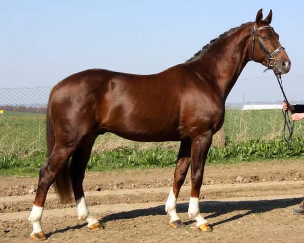 stallion Lico D'Or (Oldenburg, 2007, from Licotus)