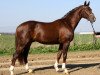 stallion Lico D'Or (Oldenburg, 2007, from Licotus)