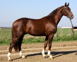 stallion Lico D'Or (Oldenburg, 2007, from Licotus)