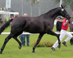 Zuchtstute Downtown Girl (Westfale, 2008, von Don Frederico)