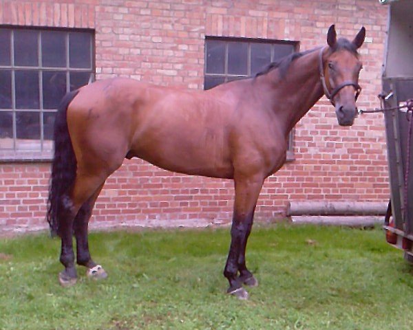 horse Paulus 34 (Hanoverian, 2002, from Prestige Pilot)