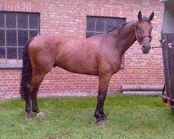 horse Paulus 34 (Hanoverian, 2002, from Prestige Pilot)