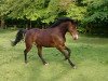 dressage horse Darcys Carlow (Appaloosa, 2010)