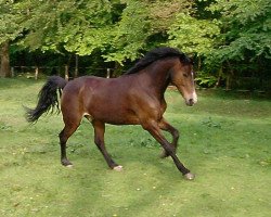 Dressurpferd Darcys Carlow (Appaloosa, 2010)