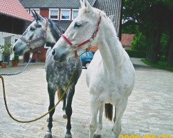 broodmare Erna Elektra (Hanoverian, 2004, from Escudo I)