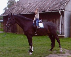 jumper Licentro (Hanoverian, 2003, from Lacantus)