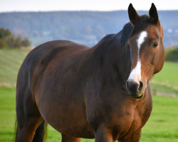 broodmare F-Cascabella (Holsteiner, 2013, from Cascadello)