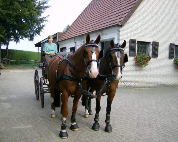 horse Fernet P (Westphalian, 1998, from Fagott)