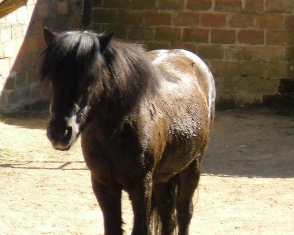 horse Pit (Shetland Pony, 1990, from Witz A227)