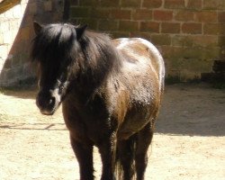 Pferd Pit (Shetland Pony, 1990, von Witz A227)