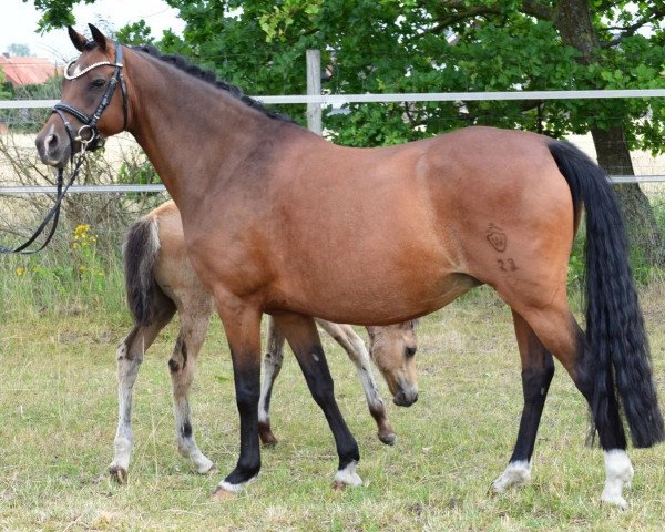 broodmare Kiralou's Darling (German Riding Pony, 2014, from D-Day AT)